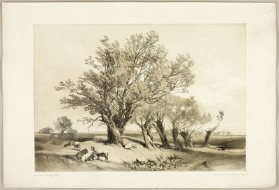Park ve Orman'dan Pollard Willow by James Duffield Harding