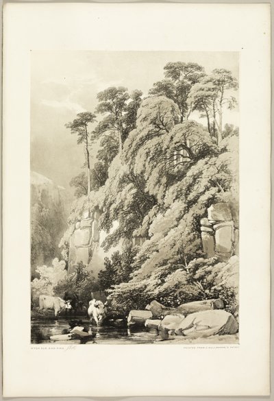 Wych Elm ve Firs, The Park and the Forest