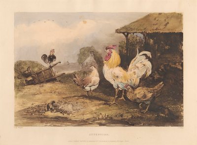 Kırsal Şövalyelik; Altı tabakta Dövüş Horozları A Serisi: 1. Dikkat by James Fahey