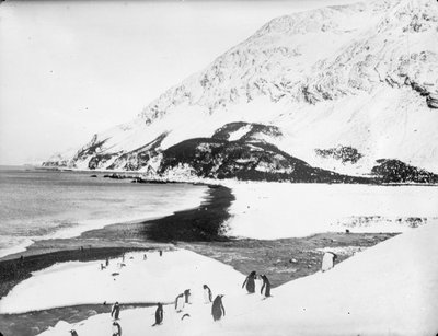Ön planda penguenler ile kıyı boyunca bir görünüm, Güney Georgia by James Francis Hurley