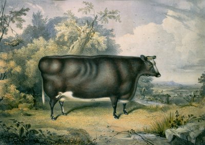 Cottesmore Ödül Düvesi, Henry Strafford