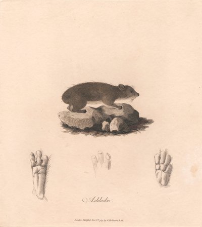 Aşkoko by James Heath