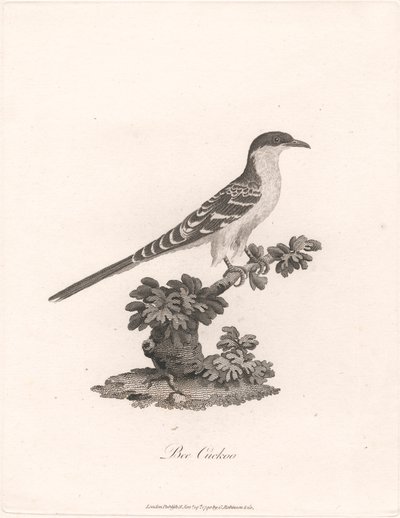 guguk arısı by James Heath