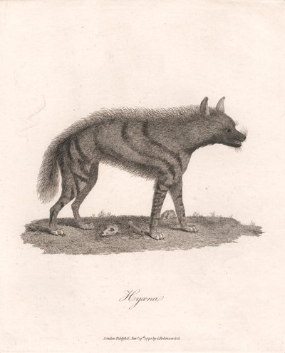 sırtlan by James Heath