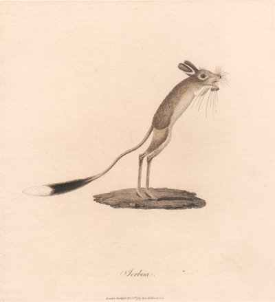 Arap tavşanı by James Heath