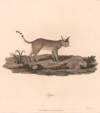 Vaşak by James Heath