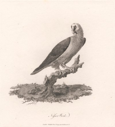 Nisser Çalışması by James Heath