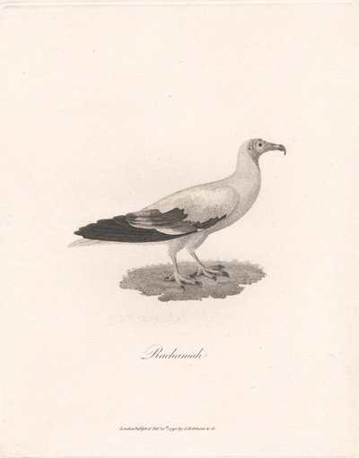 rahamah by James Heath