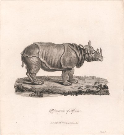 Afrika gergedanı by James Heath