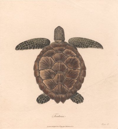 Tosbağa by James Heath