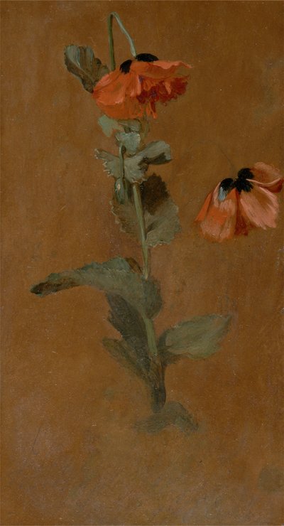 Haşhaş Çalışması, 1832 (gemide yağ ve kurşun kalem) (koruma sonrası) by James Inskipp