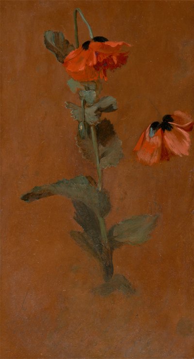 Haşhaş Araştırması, 1832. by James Inskipp