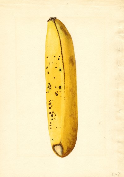  by James Marion Shull