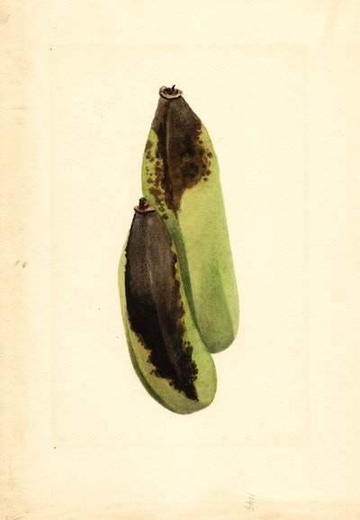 by James Marion Shull