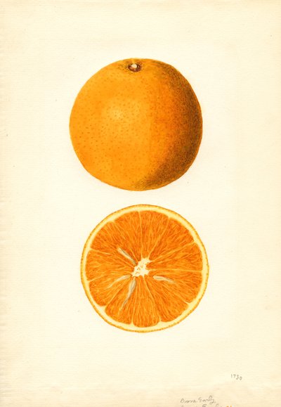  by James Marion Shull