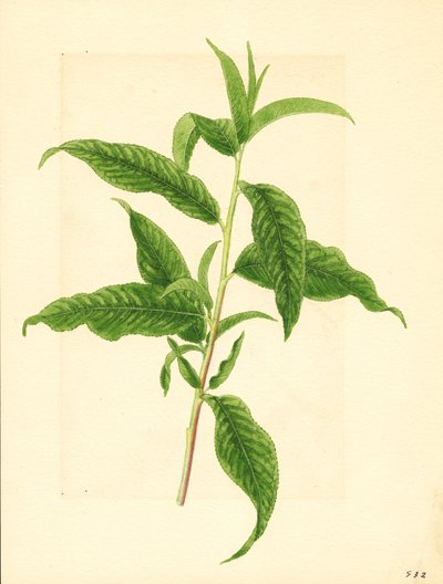  by James Marion Shull