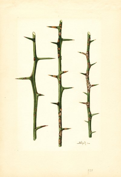  by James Marion Shull