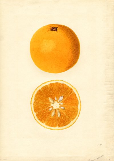  by James Marion Shull