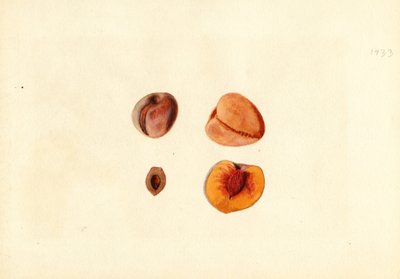 by James Marion Shull