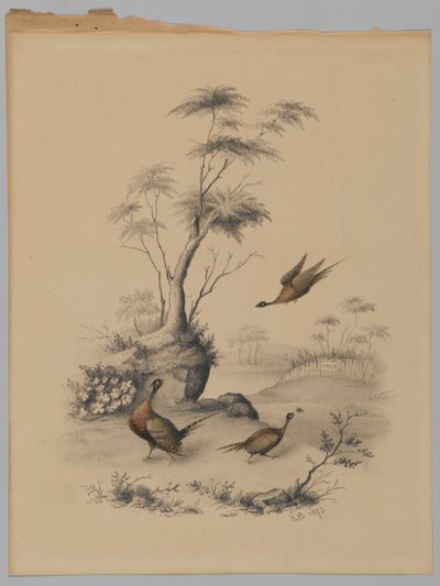 Üç Sülün, 1873 (kağıt üzerinde grafit ve wc) by James Ryder van Brunt
