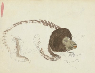 Bir ayı by James Sowerby