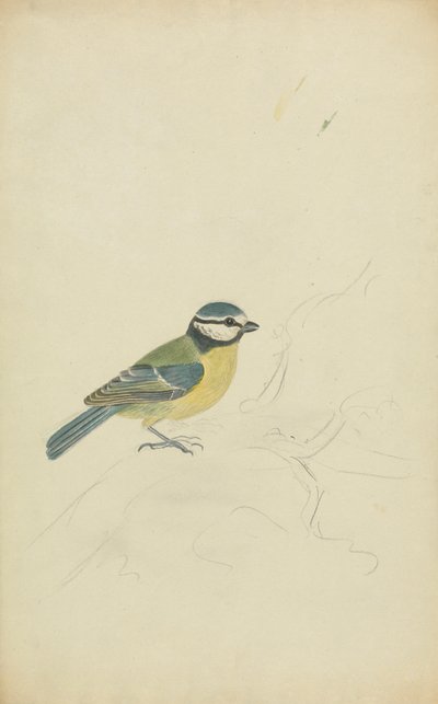 mavi baştankara by James Sowerby