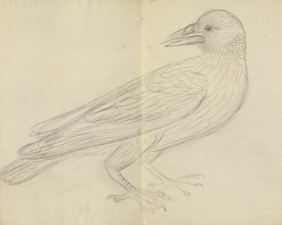 Karga by James Sowerby