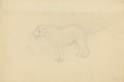 Bir köpek by James Sowerby