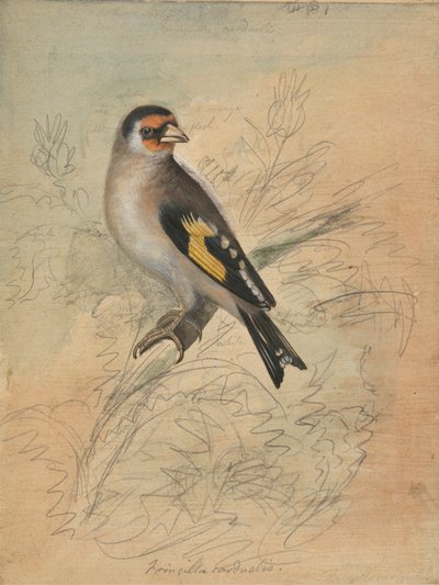 Bir Avrupa Saka Kuşu by James Sowerby