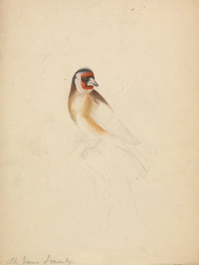 Bir Avrupa Saka Kuşu by James Sowerby