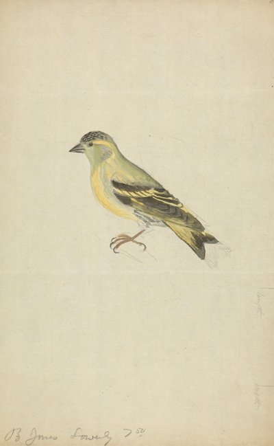 Bir İspinoz (İskete?) by James Sowerby