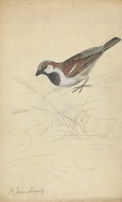 Bir Ev Serçesi by James Sowerby