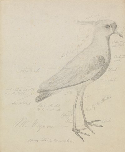 kızkuşu by James Sowerby