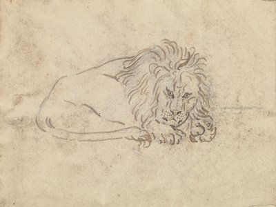 Bir aslan by James Sowerby