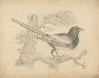 ağaçta bir saksağan by James Sowerby