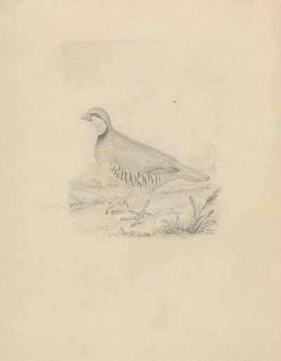 Bıldırcın by James Sowerby