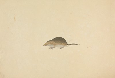 Bir Fare by James Sowerby