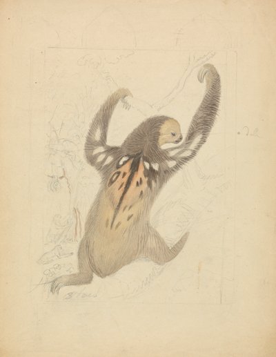 Üç Parmaklı Tembel Hayvan by James Sowerby