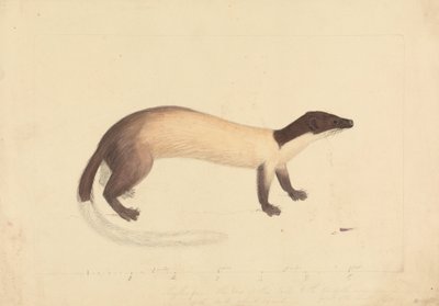 Gelincik by James Sowerby