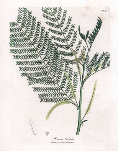 Akasya ve cachou veya cachoutier - Catechu, Acacia catechu. William Woodville'den James Sowerby ve Sir William Jackson Hooker'ın "" Medical Botany"," John Bohn, Londra'dan yaptığı bir botanik illüstrasyondan elle boyanmış ba by James Sowerby