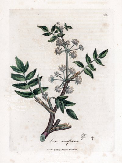Ache sahte su teresi - Sürünen yaban havucu, Sium nodiflorum. William Woodville'den James Sowerby ve Sir William Jackson Hooker'ın “” Medical Botany,” John Bohn, Londra'dan yaptığı bir botanik illüstrasyondan elde boyanmış bakır levha gravürü by James Sowerby