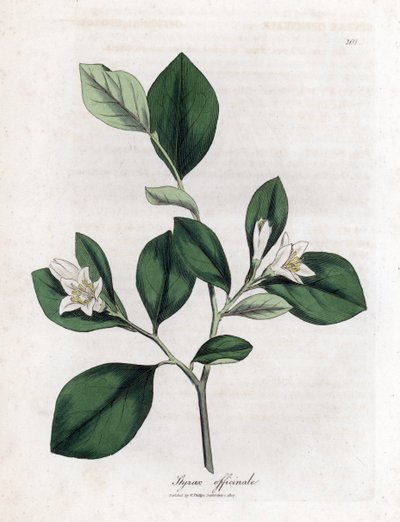 Aliboufier - Storax, Styrax officinalis. William Woodville'den James Sowerby ve Sir William Jackson Hooker'ın "" Medical Botany"," John Bohn, Londra'dan yaptığı bir botanik illüstrasyondan elle boyanmış bakır levha gravürü by James Sowerby