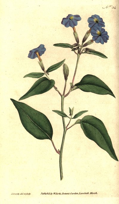 Amerikan browallie - Jamaikalı unutma beni, ametist çiçeği veya çalı menekşesi, Browallia americana (Uzun boylu browallia, Browallia elata). William Curtis'in The Botanical Magazine'den James Sowerby'nin el boyaması bakır levha gravürü ve botan by James Sowerby