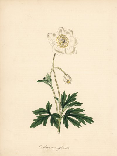 Matkap uçlarından anemon - Kardelen anemon, Anemon sylvestris. James Sowerby'nin William Curtis'in “Botanical Magazine”deki bir çiziminden alınmıştır.” C. Chabot'un el boyaması çinkografı Bayan MA Burnett'in “” Plantae Utiliores: or Illus&# by James Sowerby