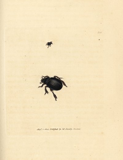 Aphodius arenarius böceği (Scarabaeus ovalis). The British Miscellany'den James Sowerby tarafından elle boyanmış bakır levha gravürü veya yeni, nadir veya az bilinen hayvan konularının renkli figürleri. by James Sowerby