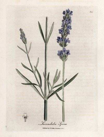 Apik lavanta. Botanique Medicinale'de James Sowerby'nin (1757-1822) bir çiziminden elde boyanmış bakır gravür by James Sowerby