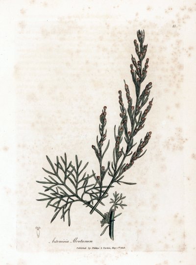Aurone veya limon otu veya adaçayı limon otu - Southernwood, Artemisia abrotanum. William Woodville'den James Sowerby'nin ve Sir William Jackson Hooker'ın “” Medical Botany,” John Bohn, Londra'dan yaptığı bir botanik illüstrasyondan elle bo by James Sowerby