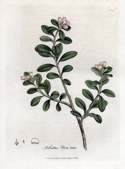 Ayı üzümü veya ayı üzümü - İzleyen kocayemiş veya ayı üzümü, Arctostaphylos uva-ursi. William Woodville'den James Sowerby'nin ve Sir William Jackson Hooker'ın “” Medical Botany,” John Bohn, Londra'dan yaptığı bir botanik illüstrasyondan ell by James Sowerby