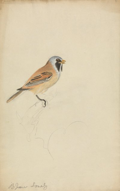 sakallı baştankara by James Sowerby