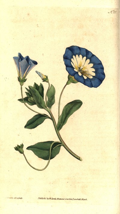 Güzel gün veya üç renkli gündüzsefası - Küçük gündüzsefası, Convolvulus üç renkli. William Curtis'in The Botanical Magazine'den James Sowerby'nin el boyaması bakır levha gravürü ve botanik çizimi, Lambeth Marsh, Londra by James Sowerby